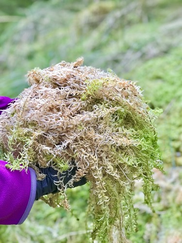 Fresh sphagnum moss - (big),