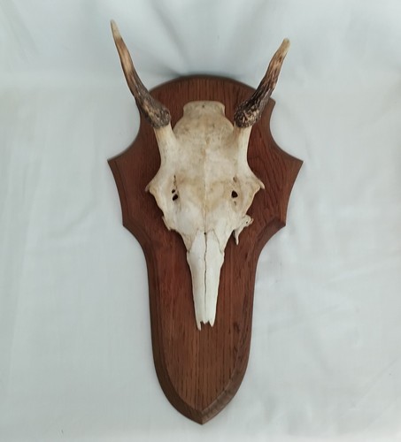 Vintage roe deer skull cap - roe,