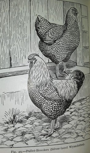 Vintage w woodcut - 2,