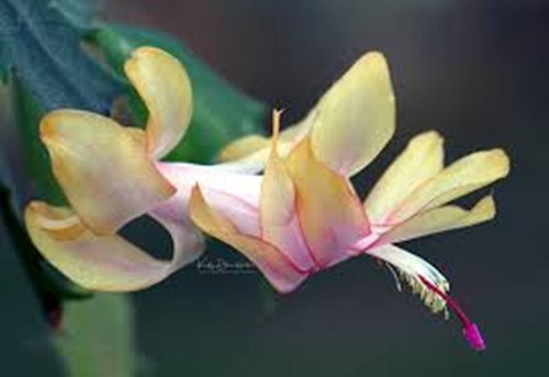 Yellow schlumbergera - yellow,