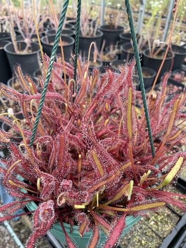 Drosera capensis triffid - capensis, “triffid