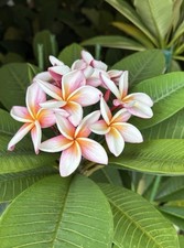 Plumeria Rubra Frangipani