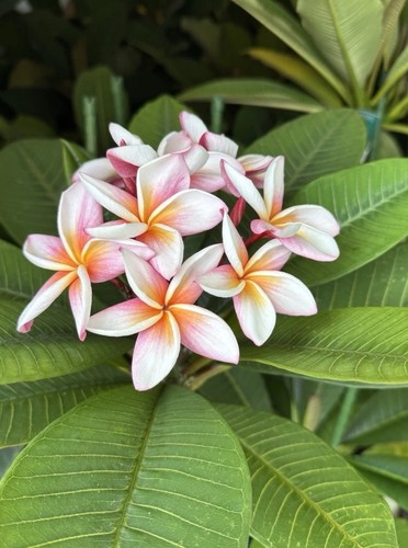 Plumeria rubra frangipani - plumeria,