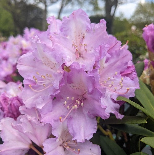 Rhododendron yakushimanum - rhododendron,