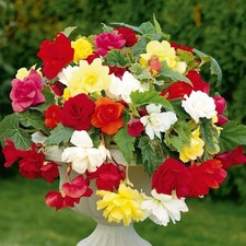 8 x Begonia Pendula Red and