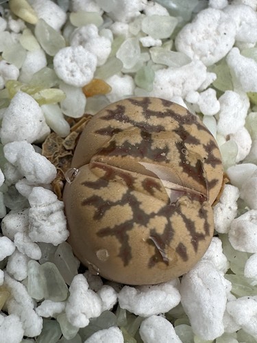 Lithops living stone - lithops,