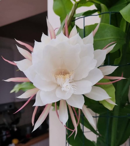 Epiphyllum oxypetalum queen - oxypetalum,