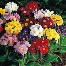 50 POLYANTHUS PRIMULA CROWN
