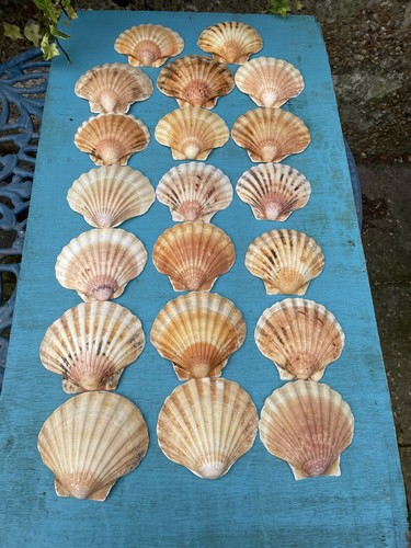 Sea worn medium - sea,