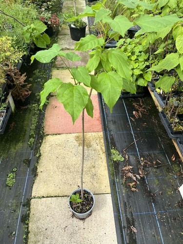 Indian bean tree - indian,