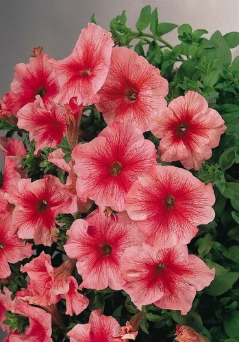 Color pink petunia - 50, seeds
