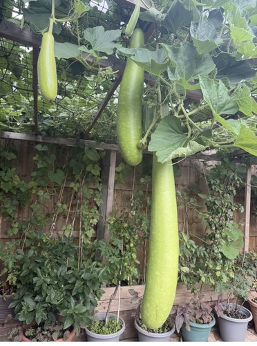 Bottle gourd long bangla lau - bottle,