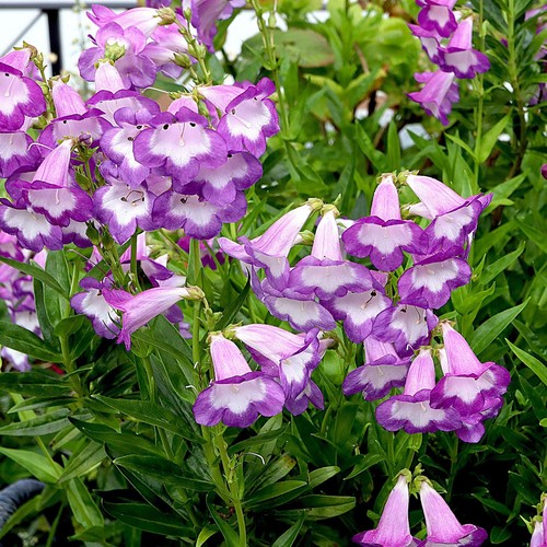 Penstemon pensham czar - czar,