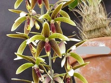 Dendrobium munificum species