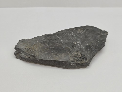 Elrathia trilobite fossil - trilobite,
