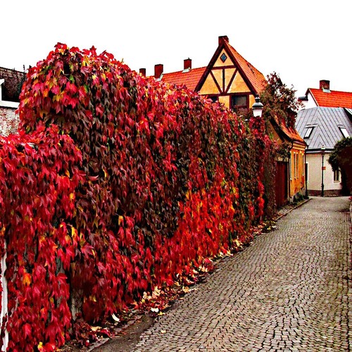 Virginia creeper vine - creeper,