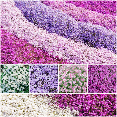 Creeping phlox plants mixed - creeping,