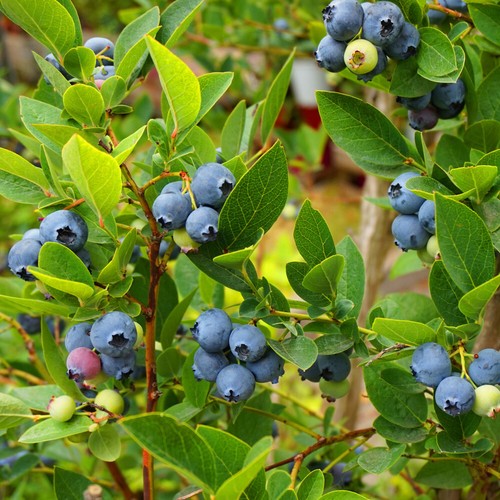 Blueberry plant ozark blue - blueberry,