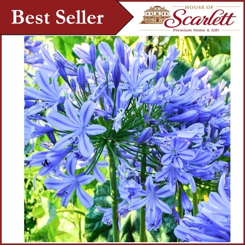 Gorgeous blue agapanthus - gorgeous,