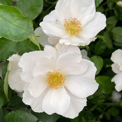 Rose teresa - rose,