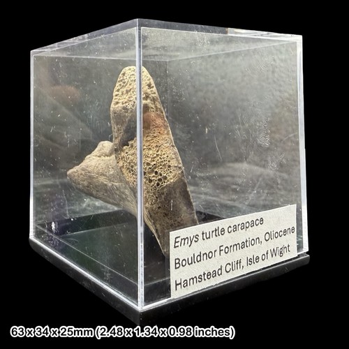 Emys turtle carapace fossil - emys,