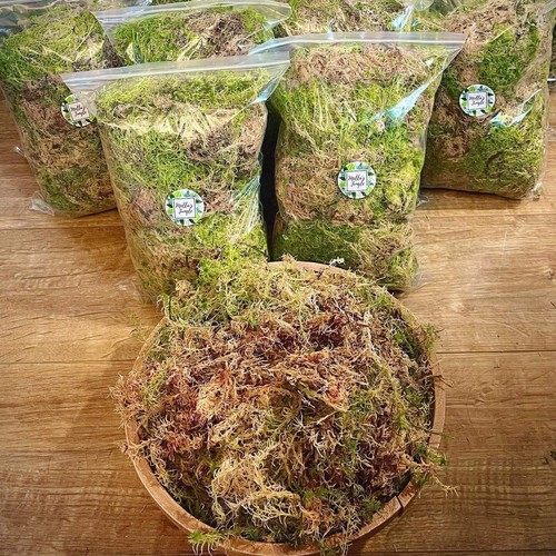 Live welsh sphagnum moss - live,
