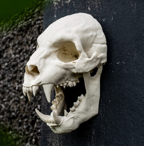 Werewolf skull wall art - skull,