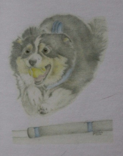 Flyball collie shirts sizes - flyball,