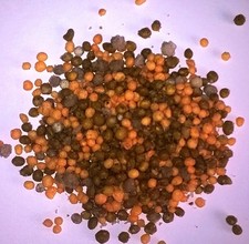 Slow Release Fertilizer - 12