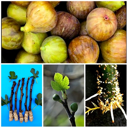 Green ficus carica - green, fig