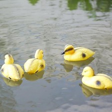Floating duck ducklings fish - floating,