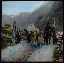 PONY AND TRAP AT GATE NAERODAL