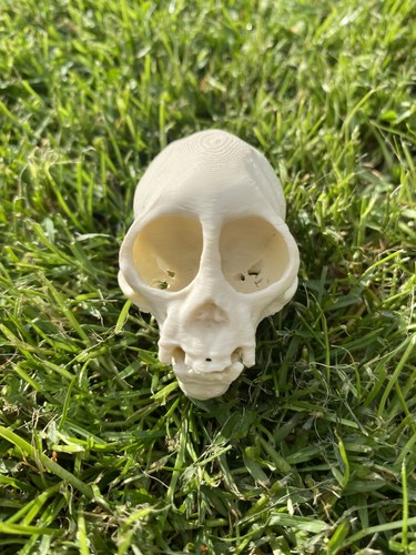 Replica squirrel monkey skull - replica,