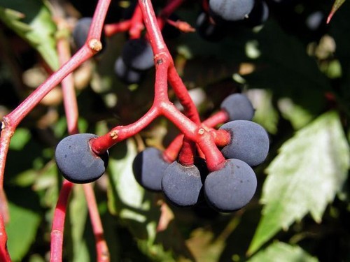 Parthenocissus quinquefolia