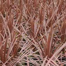 Cordyline australis 'Torbay