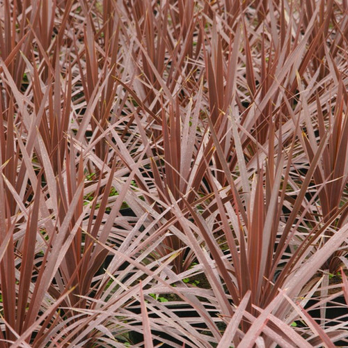 Cordyline australis torbay - cordyline, 'torbay