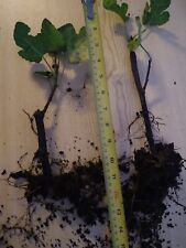 Fig Tree Brown Turkey 2023 Season Rooted Cuttings. Sold Bare Root. See photos. 
