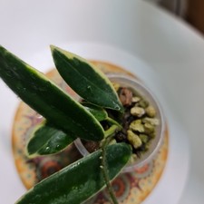 Hoya Lyi Prism  Pink Flower Potted Plant