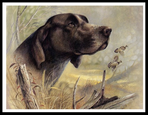 German shorthaired pointer - shorthaired,