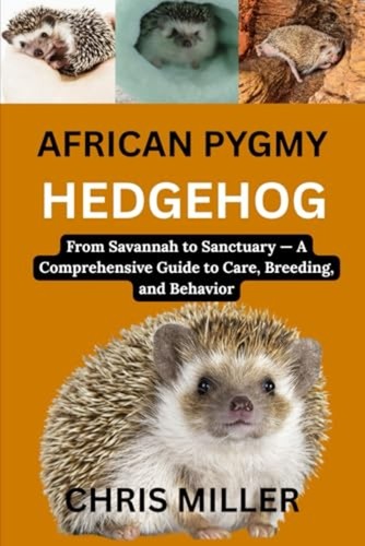 African pygmy hedgehog from - -,