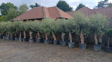 Olive Tree Standard Lollipop Approx 6ft+ Tall 35L UK Hardy EXTRA LARGE trunk