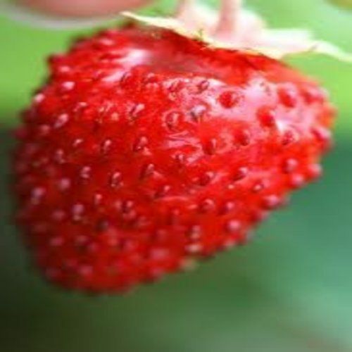 Strawberry alpine red - strawberry,