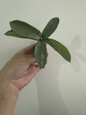 Hoya Carnosa Grey Ghost Fresh