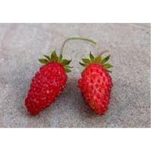 Strawberry alpine ruegen - alpine,