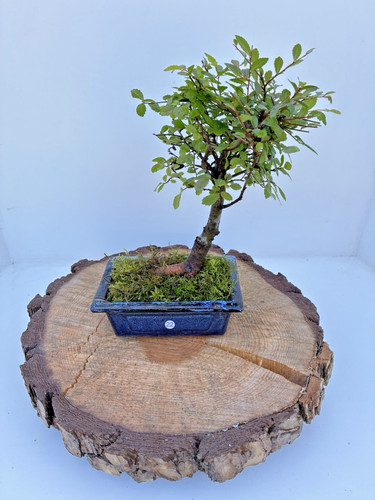 Chinese elm ulmus parvifolia - elm, (