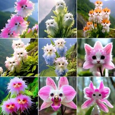 100PCS Big Flower Faced Cat Orchid Seeds Are Full Of Fragrant Potted Garden seed