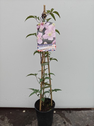 Clematis montana rubens pot - montana,