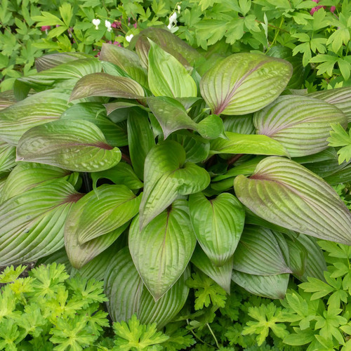 Hosta first blush plantain - hosta,