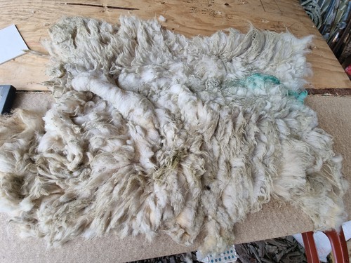Raw sheep fleece spinning - sheep,