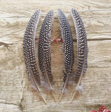 Wholesale 10 / 20/50pcs/20-25 cm / 8-10 inch beautiful guinea fowl feather